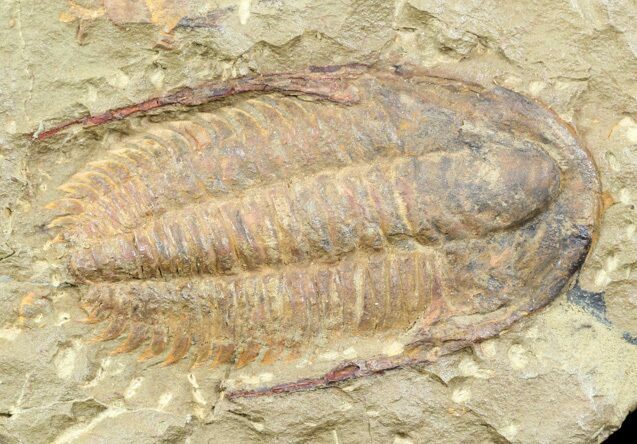 Acadoparadoxides Trilobite #58933